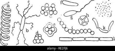 . Fondamenti di botanica. La botanica. Storie di vita di Funghi 287 impianti più semplici strutture note. Essi sono uno-celled, ma di molte forme e con o senza mobili ciglia. Essi comprendono il più piccolo le cose viventi noto. Ci sono anche ragioni per credere che alcune forme sono ultra- microscopiche, che è troppo piccolo per essere visto con i più potenti microscopi che può essere fatto. Alcune forme sono meno di una cinquantina di millesimo di pollice di diametro. In alcuni tipi di batteri, come molti come 300 potrebbe essere affiancati sul periodo alla fine di questa frase. Infatti la parola "Microbe" me Foto Stock