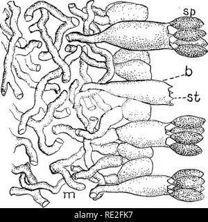 . Fondamenti di botanica. La botanica. Fig. 202.-Spora-stampa del fly agaric {amanita muscaria L.). La spora-stampa è realizzata mediante la deposizione del pUeus, branchie verso il basso, su un foglio di carta nera. Il bianco spore cadono su carta, rendendo la stampa. (Foto di W. A. Murrill.). Fig. 203.-a frutto di superficie (hymenium) di un fungo (Agaricas). m, hyphse della trama e sub-hymenium; b, basidium; st, sterigma; sp, spore. (Vista schematica.). Si prega di notare che queste immagini vengono estratte dalla pagina sottoposta a scansione di immagini che possono essere state migliorate digitalmente per la leggibilità - Colorazione e aspetto di questi illustratio Foto Stock