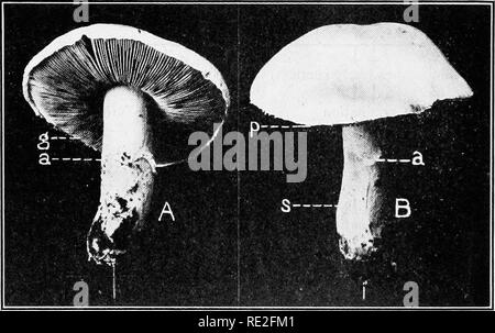 . Fondamenti di botanica. La botanica. 276 Struttura e storie di vita in superficie e delle innumerevoli aciospores sono portati dal vento nelle vicinanze di frumento, dove a loro volta germinare e la complessa serie di eventi inizia di nuovo. 267. Schema della storia di vita.-La vita la storia di Puccinia graminis m.a.y egli ha delineato come mostrato a pagina 275. Un fungo carnosi (Agaricus) 268. Habitat.-carnosi funghi si trovano ampiamente dis- attribuita, cresce nel terreno di campi e pascoli,. Fig. 199.-Prato {funghi Agaricus campestris L.). A vista che mostra sotto il lato della pileus; g, branchie; una corona circolare, o Foto Stock