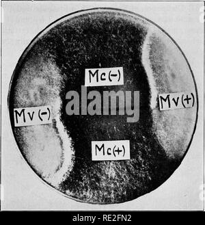 . Fondamenti di botanica. La botanica. Storie di vita di Funghi 265 fa, quando è stato scoperto che ci sono in realtà due a differenza di ceppi di Rhizopus-micelio e quindi due tipi di spore. I due tipi di miceli sono designati. Fig. 191.-piatto di petri cultura mostra linea scura di zygospores tra la (+) e (-) ceppi di una specie dioica di stampo, Choanephora {Mc) e linee bianche di "imperfetto" di ibridazione tra i ceppi di questa specie e le opposte dei ceppi di Mucor V (MV). Nota la totale assenza di formazione di zygospore tra due (+) o due (-) ceppi. (Dopo Foto Stock