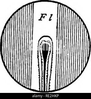 . Il microscopio; un'introduzione ai metodi microscopici e istologia. Microscopi. Â Exc Fig. 135. Vista della lente posteriore OE L'obiettivo, che mostra la con- densa fuori del centro e centrato. Exc macchia di luce {D) è su un lato del centro, che mostra che l'asse ottico del condensatore non è in linea con quello del microscopio. C macchia di luce {D) è al centro, che mostra che l'asse ottico del con- più densa e microscopio sono in linea. Un piano utilizzato da molti lavoratori qualificati viene alla luce l'oggetto e il campo intorno bene e quindi di posizionare un diaframma metallico della dimensione adeguata Foto Stock