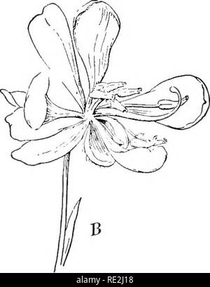 . Introduzione alla botanica. La botanica. Fig. 20. Famiglia di impulso A, actlnomorphic corolla (Acacia cinerascens); B, zygomorphic corolla (Cassia marilandica). (Dopo Schnizlein) spesso papilionaceous (Fig. 21) o un po' actlnomorphic, al n. XVI molto ridotta. Stami diadelphous (Fig. 22), mon- adelphous, o distinti. Ovaia semplice, superior. Frutto di solito un 1-celled pod (Fig. 22). Semi uno o diversi, senza endo- sperma. Un grande e molto importante famiglia, contenente circa 8000 specie.. Si prega di notare che queste immagini vengono estratte dalla pagina sottoposta a scansione di immagini che possono essere state migliorate digitalmente per reada Foto Stock