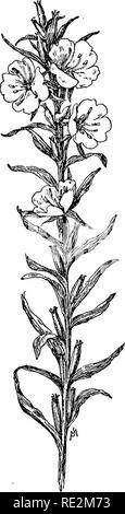 . Familiarità dei fiori di campo e giardino;. La botanica. Maggio, giugno e luglio. 77 tory appena come portulaca è; ma né la sera-primrose né la luminosa e tinte portu- laca sono soddisfacenti ai fiori di pick. Le alte dritte- derivava pianta ha un aver- età altezza di tre piedi. Fiorisce per tutta l'estate. WUd geranio. La wild ge- ranium, che maculatum. l'inglese di solito chiamata cranesbill selvatico, è un pallido fiore viola circa come delicato nel carattere come la sera-primrose; alcuni bot- anists non esitate a chiamare il suo colore rosa. Ma è grigio a destra è il viola chiaro. Ho trovato crescente da parte della strada- lato, Foto Stock
