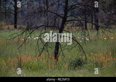 Gila Wilderness, Catron County, Nuovo Messico, STATI UNITI D'AMERICA Foto Stock