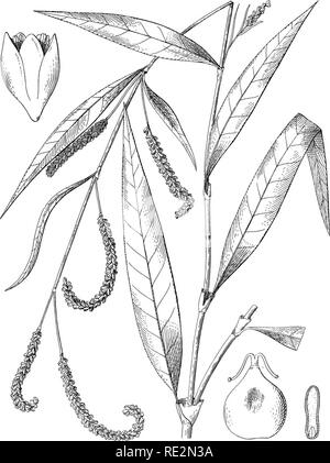 . Una monografia della North American specie del genere Polygonum. Polygonum. Nelle sue memorie Dipartimento di Botanica Columbia College. Vol, 1 piastra 15. POLYGONUM INCARNATUM ELLIOTT,. Si prega di notare che queste immagini vengono estratte dalla pagina sottoposta a scansione di immagini che possono essere state migliorate digitalmente per la leggibilità - Colorazione e aspetto di queste illustrazioni potrebbero non perfettamente assomigliano al lavoro originale. Piccolo, Giovanni Kunkel, 1869-1938. [Lancaster, Pa. , la Nuova Era stampa] Foto Stock