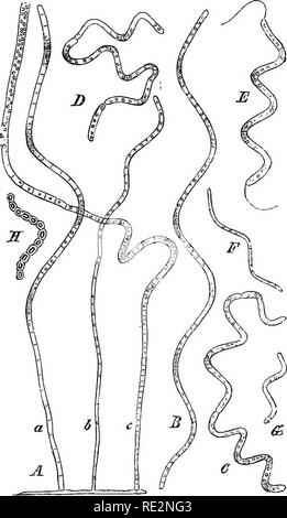 . Un manuale di botanica crittogamica. Alle crittogame. SCHIZOMYCETES 455 è stato visto che alcuni batteri contengono clorofilla. Guardando i loro caratteri morfologici, finora come queste sono attualmente noti a noi, non si può dubitare del fatto che gli alleati più vicina del Arthrosporous batteri sono quelli Protophyta, Nostocacea, Oscillariacese, Chroococcaceae, &amp;â€., che contengono la clorofilla. Leuconostoc (Van Tiegh.) è già stata menzionata (p. 433) come un modulo intermedio. Un divario certamente esiste tra Arthrosporous e forme Endosporous ; ma finora come. Fig, â jfi'Z.âBeggiatoa alhcc Trev. Cur Foto Stock