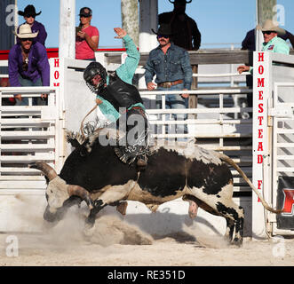 Homestead, Florida, Stati Uniti d'America. Xix gen, 2019. Laine Vicaro (169) compete nel toro di equitazione evento durante il settantesimo annuale campionato Homestead Rodeo a Doc DeMilly Rodeo Arena al campo di Harris a Homestead, Florida. Mario Houben/CSM/Alamy Live News Foto Stock