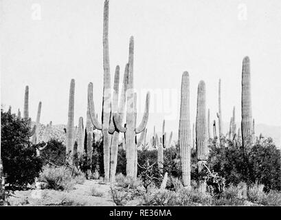 . Impianto successione; un'analisi dello sviluppo della vegetazione. Ecologia vegetale. A. deserto scrub climax di Carnegiea, Parkinsonia e Fouquieria, Santa Catalina Mountains, Tucson, Arizona. Si prega di notare che queste immagini vengono estratte dalla pagina sottoposta a scansione di immagini che possono essere state migliorate digitalmente per la leggibilità - Colorazione e aspetto di queste illustrazioni potrebbero non perfettamente assomigliano al lavoro originale. Clements, Frederic E. (Frederic Edward), 1874-1945. Washington, Carnegie Institution di Washington Foto Stock