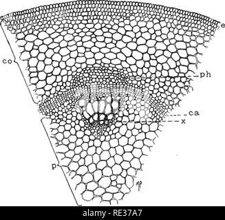 . Fondamenti di botanica. La botanica. Fig..-microfotografia di una porzione del sistema di vene in una foglia di gomma-impianto {Ficus elastica). Ampliato di circa sei volte a partire da una porzione di Fig. 49.. Fig. SI--Il ricino {Ricinus communis). La porzione di sezione trasversale del gambo giovani, co, corteccia; p, midollo o midollo; e, epidermide; ph, floema; ca, cambio; x, xilema. Gli ultimi tre elementi compongono la- fibro-fascio vascolare, il cambio essendo continua da pacchetto a pacchetto; il tratto tra i fasci è chiamato interfascicular cambio.. Si prega di notare che queste immagini sono estratte dal sc Foto Stock