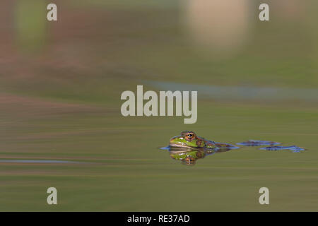 Pelophylax perezi. La rana di Perez Foto Stock