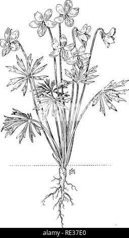 . Scuola e casa gardens. Il giardinaggio; School Gardens. WILD FL( )un'SEO 139 il Bird's-piede viola (Vialu pcdcda.) Ijlooiiis un po' più tardi di Prato Viola. Essa rende la sua unità organizzativa home banche a secco e in suoli ghiaiosi, Ijut può Ix^ fatta crescere in un rockery o bor- der se la cura è presa per dare una casa- come la situazione. Le foglie e i fiori ai'e sostenuti sui gambi sottili passando da un breve rizoma. Il colore del fiore varia da profondo rosso-violetto a lavanda pallido, con qualche bianco alla base dei petali inferiori, jnst sotto- neath verde- ribaltato pistillo. Le forme vegetali piccoli grumi. In o Foto Stock