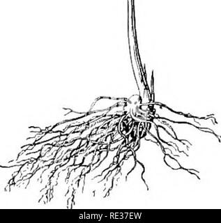 . Scuola e casa gardens. Il giardinaggio; School Gardens. WILD FLOWEKS 135 lampadine crescere da cinque a sei pollici di profondità. Essi possono essere prelevati e trapiantati in qualsiasi momento dopo la lascia morire verso il basso. Se essi devono essere tenuti fuori della groimd per diversi giorni, devono essere imballati in carta umida o MOSS. Essi perdono la loro vitalità se si asciughino. Impostare le lampadine in suolo umido fino a una profondità di quattro o cinque pollici. Il giglio della valle {Coji- vallaria majalis), con il suo piccolo bianco, profumati, fiori a forma di campanella, sarà al suo meglio nel profondo e ricco terreno ben miscelati con stampo a foglia. Questo impianto è repro Foto Stock