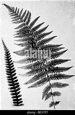 . La Nuova Inghilterra le felci e i loro alleati comune; un facile metodo per la determinazione della specie. Felci. SPLEENWORT argenteo. Pinna fertile. Si prega di notare che queste immagini vengono estratte dalla pagina sottoposta a scansione di immagini che possono essere state migliorate digitalmente per la leggibilità - Colorazione e aspetto di queste illustrazioni potrebbero non perfettamente assomigliano al lavoro originale. Eastman, Helen, 1863-. Boston, New York, Houghton Mifflin, e Co. Foto Stock