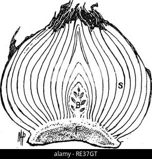 . Fondamenti di botanica. La botanica. La perdita di acqua ' 29 picciolo può assumere il carattere della lama e di eseguire tutte le sue funzioni, come nel caso dei vari acacias. In alcuni. Fig. 20.-Tulip lampadina; sezione longitudinale. F, solido stelo; B, flower bud; S, foglia di basi che serve come bud-scale, ed anche per la conservazione di cibo vegetale. non lascia nulla rimane ma base, picciolo, vene più grandi e le labbra della lama come in Nuova Zelanda lampone. Si prega di notare che queste immagini vengono estratte dalla pagina sottoposta a scansione di immagini che possono essere state migliorate digitalmente per la leggibilità - Colorazione e aspetto di t Foto Stock