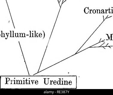 . Il British ruggine funghi (Uredinales) la loro biologia e classificazione. Ruggine di funghi. Coleosporiacese Cronartiacese (Endophyllum-simili). Melampsoracese 6-2. Si prega di notare che queste immagini vengono estratte dalla pagina sottoposta a scansione di immagini che possono essere state migliorate digitalmente per la leggibilità - Colorazione e aspetto di queste illustrazioni potrebbero non perfettamente assomigliano al lavoro originale. Grove, W. B. (William Bywater), 1848-1938. Cambridge University Press Foto Stock