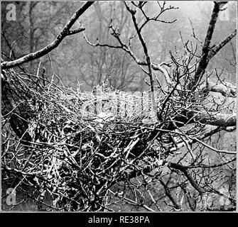 . La vita selvatica nel tree tops. Gli uccelli e la fotografia di uccelli. Un giovane HERON appena schiuso un airone'S NEST. Si prega di notare che queste immagini vengono estratte dalla pagina sottoposta a scansione di immagini che possono essere state migliorate digitalmente per la leggibilità - Colorazione e aspetto di queste illustrazioni potrebbero non perfettamente assomigliano al lavoro originale. Knight, Charles William Robert. New York : G. H. Doran Foto Stock