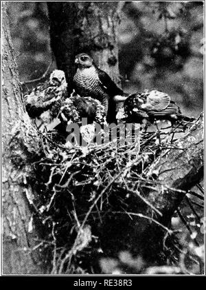 . La vita selvatica nel tree tops. Gli uccelli e la fotografia di uccelli. Lo Sparviero la famiglia link-up per il pasto- in una fase successiva la loro alimentazione stessi. Si prega di notare che queste immagini vengono estratte dalla pagina sottoposta a scansione di immagini che possono essere state migliorate digitalmente per la leggibilità - Colorazione e aspetto di queste illustrazioni potrebbero non perfettamente assomigliano al lavoro originale. Knight, Charles William Robert. New York : G. H. Doran Foto Stock