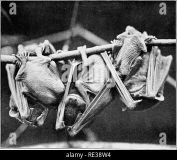 . La vita selvatica nel tree tops. Gli uccelli e la fotografia di uccelli. Il denti NOCTULES TRE NOCIULES femminile e i giovani. Si prega di notare che queste immagini vengono estratte dalla pagina sottoposta a scansione di immagini che possono essere state migliorate digitalmente per la leggibilità - Colorazione e aspetto di queste illustrazioni potrebbero non perfettamente assomigliano al lavoro originale. Knight, Charles William Robert. New York : G. H. Doran Foto Stock