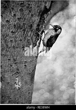 . La vita selvatica nel tree tops. Gli uccelli e la fotografia di uccelli. Il picchio verde [poggia la sua coda siiff featheis,]. Si prega di notare che queste immagini vengono estratte dalla pagina sottoposta a scansione di immagini che possono essere state migliorate digitalmente per la leggibilità - Colorazione e aspetto di queste illustrazioni potrebbero non perfettamente assomigliano al lavoro originale. Knight, Charles William Robert. New York : G. H. Doran Foto Stock