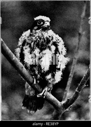 . La vita selvatica nel tree tops. Gli uccelli e la fotografia di uccelli. Gli studi del giovane hobby. Si prega di notare che queste immagini vengono estratte dalla pagina sottoposta a scansione di immagini che possono essere state migliorate digitalmente per la leggibilità - Colorazione e aspetto di queste illustrazioni potrebbero non perfettamente assomigliano al lavoro originale. Knight, Charles William Robert. New York : G. H. Doran Foto Stock