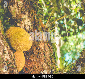 Bella Jackfruit tronco di albero (Artocarpus heterophyllus) Foto Stock