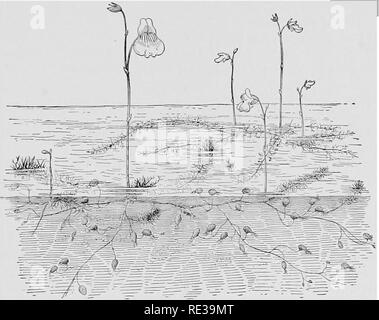 . Un corso pratico di botanica, con speciale riferimento ai suoi cuscinetti per l'agricoltura, economia e servizi igienici. La botanica. Il salto 193 digerisce il pasto. Dopo un certo numero di giorni, variabile secondo la digeribilità della dieta, le lame lentamente aprire di nuovo e sono pronto per un'altra acquisizione. Il bladderwort, comune nelle piscine e acque ancora quasi dappertutto, ha la sua piccioli trasformato in galleggianti, mentre. Fig. 264. - - Bladderwort, mostrando finemente dissezionati sommerso cuscinetto lascia le vesciche per catturare animalculae. finemente dissezionati, lame rootlike recano poco vesciche che, quando un ex Foto Stock