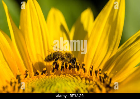 Un'ape (Apis mellifera Carnica) è la raccolta di pollini su un giallo girasole (Helianthus annuus) Foto Stock