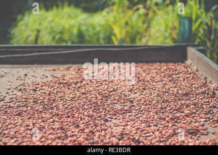 Organici di chicchi di cacao il processo di asciugatura. Cioccolato artigianale su piccola fattoria Foto Stock