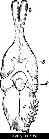 . Il libro di testo di zoologia. Zoologia. Fig. 343. Il cervello di una lucertola dal di sopra (A) e dal basso (B). I lobi olfattivi, /cervello, mi lobi ottica, b, cervelletto e midollo, r il midollo spinale, 8 del nervo ottico, t ipo- physis. In una nella parte anteriore della metà del cervello può essere visto che la porzione inferiore dell'epifisi.- Dopo T. Jeffery Parker. Fig. 344. Una sezione verticale dell'occhio e "yelids di un comune lucertola, B la stessa di un serpente; entrambi schema- matic, h cornea, o superiore, u la palpebra inferiore, o bulbo di .occhio (in contorno).-Orig. h-U]. Si prega di notare che queste immagini vengono estratte dalla pagina sottoposta a scansione immagini che possono avere bee Foto Stock