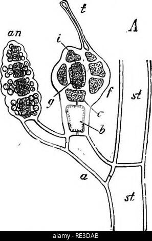 . Un manuale di botanica crittogamica. Alle crittogame. Fig. 176.'-Sperjnothamnion hermaphroditiMJi (ingrandita). Un ramo con procarp {tfg i) e antherid (aw) prima di fecondazione,; b dopo la fecondazione, il cystocarp deyeloping; t, trichogyne'; c, trichophore ; ^ carpogenous cellule. (Dopo Nageli.) afferma che in Griffithsia (Ag),l'pollinoids hanno un oscuro amoeboid moto, come hanno anche nel Porphyracese ; secondo Dodel-Port il loro accesso al trichogyne è grandemente facilitata dalle correnti realizzata in acqua da Vorticellse e altri Infusoria ; e non vi può essere dubbio tha Foto Stock