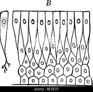 . Il libro di testo di zoologia. Zoologia. Kg. 5. Un epitelio squamoso stratificato. B stratificata di epitelio colonnare.- Dopo Gegenbaur. Bpithelia può essere semplice o stratificato. Epitelio semplice è costituito da un unico strato di strettamente aderente di cellule, che può essere sia fiattened (semplice epitelio squamoso) o cilindrica (epitelio colonnare), o circa uguale in altezza e larghezza (epitelio cubico). Epitelio stratificato costituito da più strati di cellule, o a. Si prega di notare che queste immagini vengono estratte dalla pagina sottoposta a scansione di immagini che possono essere state migliorate digitalmente per la leggibilità - colorazione e Foto Stock