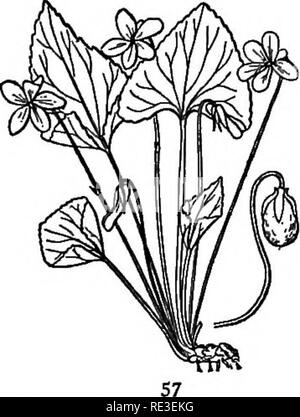 . Testo pratico-libro di fisiologia vegetale. La fisiologia vegetale. 56 Fig. 56. Viola obliqua (etiolated). FlG. 57. Viola obliqua (normale). Si prega di notare che queste immagini vengono estratte dalla pagina sottoposta a scansione di immagini che possono essere state migliorate digitalmente per la leggibilità - Colorazione e aspetto di queste illustrazioni potrebbero non perfettamente assomigliano al lavoro originale. MacDougal, Daniel Trembly, 1865-1958. New York [ecc. ] Longmans, verde e Co. Foto Stock