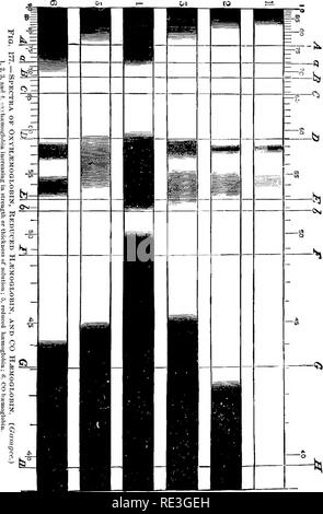 . La fisiologia degli animali domestici ... Fisiologia, confronto; Fisiologia Veterinaria. Il sangue. 477 nel corpo animale emoglobina non è mai saturata con ossigeno, anche nel sangue arterioso, mentre la ossiemoglobina non è mai assente dal sangue venoso ; di conseguenza fisiologicamente, abbiamo a che fare con un'associazione. di emoglobina con ossiemoglobina, le proporzioni relative di ciascuna variabile in diverse località e in diverse circostanze. Ulteriori caratteristiche di questi corpi saranno studiate nel capitolo sulla respirazione.. Si prega di notare che queste immagini vengono estratte dalla pagina sottoposta a scansione imag Foto Stock