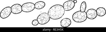 . Microrganismi patogeni. Un libro di testo di microbiologia per medici e studenti di medicina. (Basato su Williams' batteriologia). Batteriologia; batteri patogeni. . Si prega di notare che queste immagini vengono estratte dalla pagina sottoposta a scansione di immagini che possono essere state migliorate digitalmente per la leggibilità - Colorazione e aspetto di queste illustrazioni potrebbero non perfettamente assomigliano al lavoro originale. MacNeal, Ward J. , 1881-1946; Williams, Herbert Upham, 1866-. Philadelphia, P. Blakiston figlio di &AMP; Co. Foto Stock