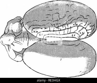 . L'anatomia del cavallo, una dissezione guida. I cavalli. La dissezione OP il cervello, o ENCBPHALON. 255 genu, e la porzione di riflesso il rostro. Il rostro diventa più stretta man mano che si scende ed è collegato al sistema ottico commissura dalla lamina ciuerea. Lungo la linea di centro della sua faccia inferiore del corpo calloso è collegato posteriormente con il fornice, ed anteriormente con il setto lucidum; e su ciascun lato che forma il tetto di una cavità nell emisfero-ventricolo laterale. Quasi tutte le fibre del corpo calloso hanno una direzione trasversale; ma su ciascun lato longitudinale di middl Foto Stock