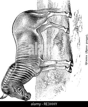 . Cavalli, asini, zebre, muli e mule allevamento. Muli e cavalli. . Si prega di notare che queste immagini vengono estratte dalla pagina sottoposta a scansione di immagini che possono essere state migliorate digitalmente per la leggibilità - Colorazione e aspetto di queste illustrazioni potrebbero non perfettamente assomigliano al lavoro originale. Tegetmeier, W. B. (William Bernhard), 1816-1912; Sutherland, C. L. Londra, H. Cox Foto Stock