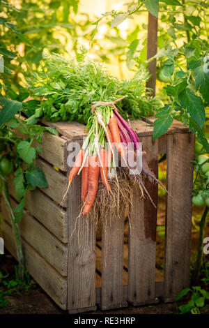 Appena raccolto le verdure in una vecchia scatola di legno Foto Stock