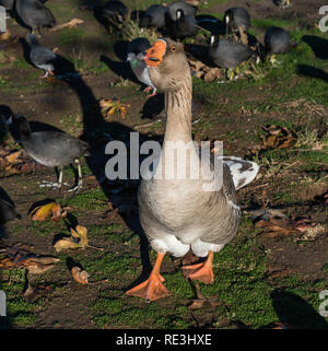 Maggiore bianco-fronteggiata oca al Lago di Balboa Park a Los Angeles in California Foto Stock