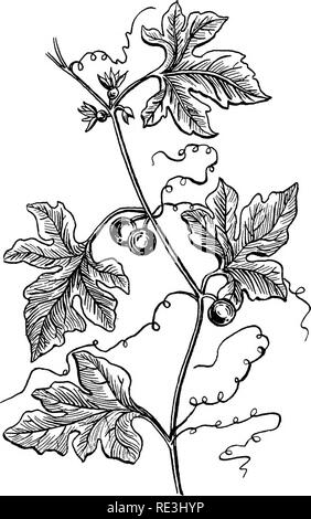 . Tossicologia veterinaria. Piante velenose; avvelena; farmaci veterinari; farmacologia veterinaria. Piante velenose 209 Apple, o colocynth, Cucumis Colocynthis, si trovano nel sud e nel centro Europa.. Fig. 27.-Bryonia Dioica (bianco Bryony). Botanical Charaeters.-Solo il selvaggio bryony bianco devono essere descritte qui. Esso non deve essere confuso con il 14. Si prega di notare che queste immagini vengono estratte dalla pagina sottoposta a scansione di immagini che possono essere state migliorate digitalmente per la leggibilità - Colorazione e aspetto di queste illustrazioni potrebbero non perfettamente assomigliano al lavoro originale. Il Lander, G. D. (George Druce) Foto Stock