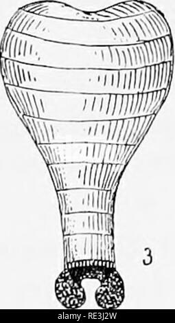 . Vola in relazione alla malattia: bloodsucking mosche. Vola; mosche come vettori della malattia; Diptera. xvi] la riproduzione 267 La gravidanza mosche sono suscettibili di alcuni incidenti di gestazione, per in cattività spesso interrompere dopo essere disturbato. A volte la larva pupates mentre ancora all'interno dell'utero, e in questo caso sia la madre e la sua prole invariabilmente perire, come la ex non è in grado di alimentare e quest'ultimo non può emergere dal caso di pupa. Un elevato grado di umidità è molto sfavorevole per la riproduzione per Roubaud notato che quando le mosche sono stati esposti ad una atmosfera satura th Foto Stock