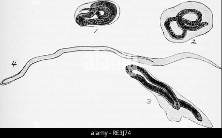 . Vola in relazione alla malattia: bloodsucking mosche. Vola; mosche come vettori della malattia; Diptera. XIl] periodicità 207 entro le loro guaine, presentano un aspetto simile a quello shewn in Fig. 54. Questi sono i filariae che si incontra su un esame del sangue di un paziente filarious, e come in montagna con essere visto sono semplicemente forme immature e di conseguenza è molto difficile classificare, come le varie specie si distinguono principalmente per i caratteri degli adulti. Questi embrioni sono spesso denominati " microfilariae " al fine di distinguerli dalla coppia " filarial,& Foto Stock