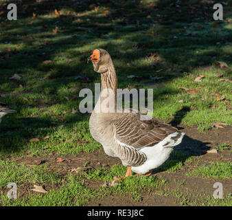 Maggiore bianco-fronteggiata oca al Lago di Balboa Park a Los Angeles in California Foto Stock