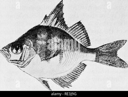 . Vola in relazione alla malattia: bloodsucking mosche. Vola; mosche come vettori della malattia; Diptera. NSiSwi. Si prega di notare che queste immagini vengono estratte dalla pagina sottoposta a scansione di immagini che possono essere state migliorate digitalmente per la leggibilità - Colorazione e aspetto di queste illustrazioni potrebbero non perfettamente assomigliano al lavoro originale. Hindle, Edward, 1886-. Cambridge University Press Foto Stock