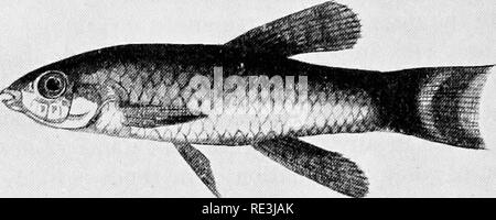 . Vola in relazione alla malattia: bloodsucking mosche. Vola; mosche come vettori della malattia; Diptera. . Si prega di notare che queste immagini vengono estratte dalla pagina sottoposta a scansione di immagini che possono essere state migliorate digitalmente per la leggibilità - Colorazione e aspetto di queste illustrazioni potrebbero non perfettamente assomigliano al lavoro originale. Hindle, Edward, 1886-. Cambridge University Press Foto Stock