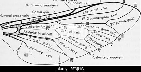 . Vola in relazione alla malattia: bloodsucking mosche. Vola; mosche come vettori della malattia; Diptera. w] Ala venatura 17 di quest'ultimo è di grande impiego nella identificazione delle varie specie di zanzare. La venatura, sebbene relativamente semplice, è stata notevolmente complicata dal fatto che entomologi non concordate per quanto riguarda la terminologia delle varie parti e di conseguenza diversi scrittori usare nomi diversi per le stesse strutture. Nel seguito della descrizione dell'ala di Tabamis, che viene preso come esempio perché la venatura è piuttosto compli- cato, abbiamo adottato il sys Foto Stock