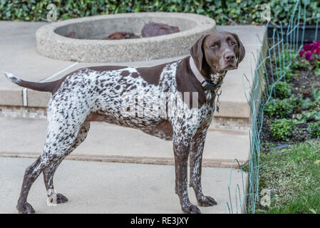 Il Tedesco Shorthaired Puntatore Fegato Maschio Bianco Foto Stock Alamy