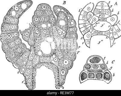 . Un manuale di botanica crittogamica. Alle crittogame. CHARACEJE 175 whorl, che sottendono i rami sono disposti in una linea a spirale correndo lo stelo; ma questo non è il caso con i rami o gli assi secondari in cui i membri di contigue vortici sono sovrapposte. Il Characeae presentano in una forma particolarmente chiara e bella maniera il fenomeno oi cydosis, o rotazione del protoplasma (vedere fig. 163). I migliori oggetti di osservazione sono i grandi cellule internodali di Nitella (Ag), le cellule apicali nelle foglie di Chara, o alcuni di quelli appartenenti ad organi riproduttivi, soprattutto per Foto Stock