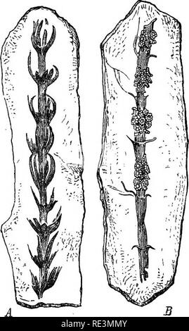 . Un manuale di botanica crittogamica. Alle crittogame. Fossile crittogame vascolari 125 come picchi sporangiferous di equiseto, esso conteneva le spore di un solo tipo. Il gruppo di Calamarie^-compresi gli steli conosciuta come Cala- acari e Calamodendron, e il frutto noto come Calamostachys- sono state separate da alcune autorità dal Equisetacese sul terreno della loro presunta heterospory, ma senza sufficiente da giustificare i fatti della loro struttura come effettivamente osservati. I resti di Calamites si verificano in immense quantità in auto- strata boniferous ; apparentemente hanno costituito uno dei MOS Foto Stock