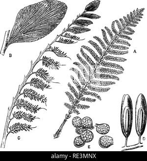 . Un manuale di botanica crittogamica. Alle crittogame. Fossile crittogame vascolari 121 â scoperto che non possono essere riferiti a qualche tipo esistente. Il indietroa- la quaresima forme sembra essere stata Polypodiacese, Hymenophyllaceae e Marattiacese ; questo ultimo ordine avente stato apparentemente molto più ampiamente distribuito e più abbondanti nei periodi precedenti quello che è adesso. Il KtYMENOPHYLLACE^ può possibilmente essere stato uno dei primi tipi differenziati. In Palaeopteris hibernica (Schmp.) (Cyclopteris. Fig. gs.âA, frond di PaleEopteris hibernica Schmp. (Restaurata) (-^6) ; B, pinnule (alquanto mag.) : C, F Foto Stock