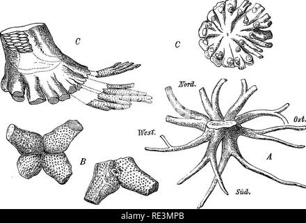 . Un manuale di botanica crittogamica. Alle crittogame. Fossile crittogame vascolari 119 â (Daw.), dal Devoniano carbonifero e formazioni di ScotlancJ e America del Nord, dovrebbe essere inclusa anche qui. Il solo fossili che può essere indicato con qualsiasi grado di certezza alla Isoeteae sono quelli compresi in genere Isoetites (Schmp.), dal Miocene, che è scarsamente distinguibile dal Isoetes esistente. Più dubbio si appoggia sul vero luogo di Solenites (L. e H.), dal Giurassico, a cui è stato fatto riferimento con uguale probabilità di gimnosperme. Di combustibili Psiloteas i resti sono pochi e unc Foto Stock